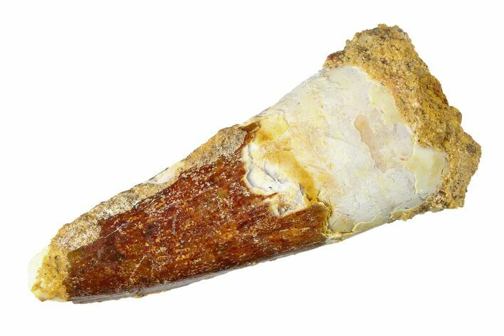 Fossil Spinosaurus Tooth - Real Dinosaur Tooth #298098